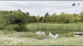 Forest trail leading to a hidden pond