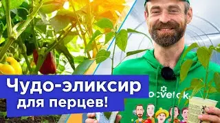 ПЕРЕЦ НЕ РАСТЕТ И ЖЕЛТЕЕТ? Пора ему помочь! Натуральная и бесплатная подкормка для быстрого роста