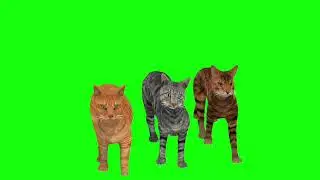 cat walking green screen 🙀 cat running green screen 🙀 cat free copyright