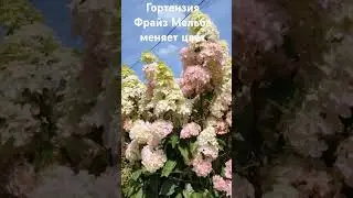 Гортензия Фрайз Мельба начала менять цвет #garden #гортензии #сад #shorts