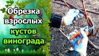 🍇Обрезка взрослого куста винограда. Обрезаем виноград осенью. Обрезка винограда для новичков.