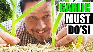 Spring Garlic Maintenance Must Dos