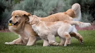 This is why Golden Retrievers are the FUNNIEST DOGS 🐶