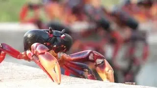 Millions of Crabs Invade Cuba