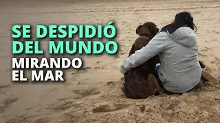 Beny, el final de un perrito que nadie amó