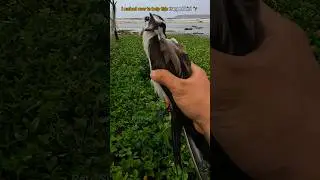 🦅Rescue Mission: Helping trapped Bird (Bridled Tern)🥺