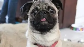 Funny Pug Vines Compilation 4 | Funny Dogs & Pugs are Awesome