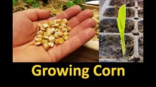 Growing Corn - Part 1 Planting and Germinating