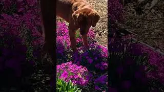 Watching Puppies Chase Butterflies! 10/10. Highly Recommend. 😊 #gardeningtips