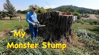 I Have a Monster Stump to Deal With | Engels Coach Shop