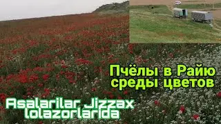 Asalarilar Jizzaxda Lolazorlar qo'ynida. Пчёлы Жиззахском области среди советов