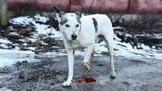 Нашёл ГОЛОДНУЮ и РАНЕНУЮ СОБАКУ на улице