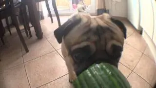 pug hates cucumber