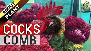 COCKSCOMB CELOSIA FLOWER PLANT | How to Grow and Care Cockscomb celosia cristata - English