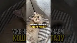 Как мы приучаем нашу кошку к унитазу🐱🚽 