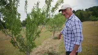 Inspecting My Fruit - Orchard's Spring Growth and Moisture Issues