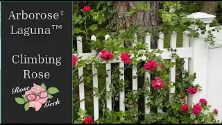 🌹Arborose® Laguna™ Climbing Rose / KORadigel/ Zone 8a