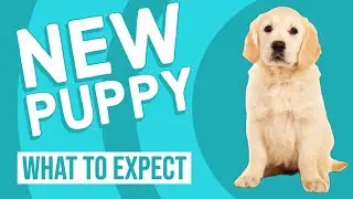 Getting a New Puppy | What to Expect & Do