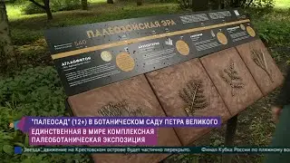 «Палеосад»: растения времён динозавров в Петербурге