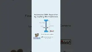 Automated DNA Separation by Capillary Electrophoresis. 🧬#shorts