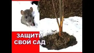 Как подготовить сад к зиме🌳✔️ Защита молодых яблонь от мышей и морозобоин (трещин коры)