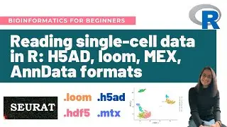 Reading single-cell data in R: H5AD, loom, MEX, AnnData formats | Bioinformatics for beginners