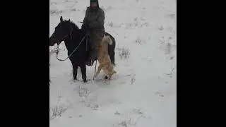 Охота на волка в Казахстане. Зима тяжёлый период для фермеров, регулирование волка необходимая мера!