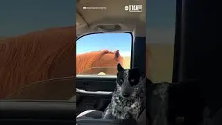 Dog doesn't know what to think of nosy horse