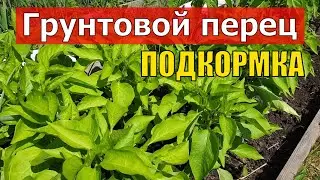 Чудо подкормка для перцев грунтовых. Рост, завязь и обильный урожай. Компоненты Легкодоступные.