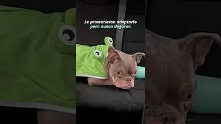 Se puso su traje de sapito 🐸 para recibirlos pero no llegaron 😢 #shorts #mascotas #perros #animales