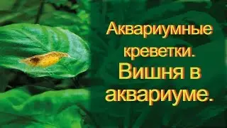 Аквариумные креветки. Содержание и уход.