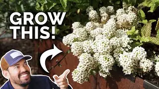 Sweet Alyssum: The Companion Plant Youre Probably Not Growing