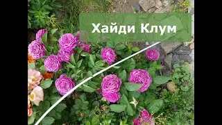 Отзыв на сорт розы Хайди Клум, ее плюсы, недостатки, размер куста, цветение... Обзор сорта.