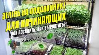 ЗЕЛЕНЬ НА ПОДОКОННИКЕ ДЛЯ НАЧИНАЮЩИХ | КАК ВЫРАСТИТЬ ЗЕЛЕНЬ НА ПОДОКОННИКЕ | КАК ПОСАДИТЬ ЗЕЛЕНЬ