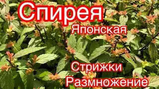 СПИРЕЯ ЯПОНСКАЯ..РАЗМНОЖЕНИЕ.. СТРИЖКИ