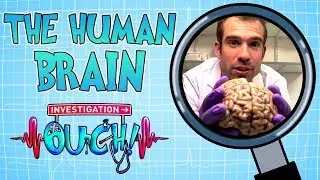 Science for kids | Body Parts - THE HUMAN BRAIN | Experiments for kids | Operation Ouch