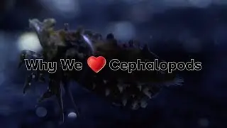 Why We Love Cephalopods