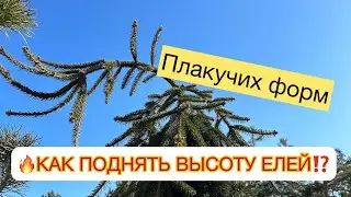 🔥КАК ПОДНЯТЬ ВЫСОТУ ЕЛЕЙ⁉️🌲ШТАМБ с 1 метра до 2-х и ВЫШЕ 👆Инверса, Брунс, Голд Дрифт, Зе Блюз…