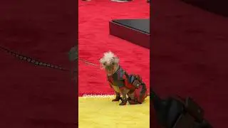 Peggy the Dog Walking on the red & yellow carpet for ‘Deadpool & Wolverine’ Premiere 🎬😜