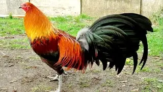 ROOSTER CROWING VIDEOS 🐓 ROOSTER SOUND 🐔 BEST