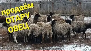 ПРОДАЕМ отару ОВЕЦ. Итоги СЕЗОНА /Семья Фетистовых