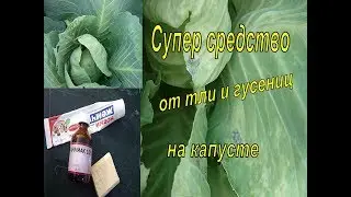 СУПЕР СРЕДСТВО! ОТ ГУСЕНИЦ И ТЛИ НА КАПУСТЕ! Народный метод борьбы с тлей и гусеницами на капусте!