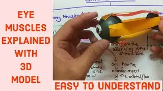 EYE MUSCLES | EXTRA OCULAR MUSCLE OF EYE | Anatomy