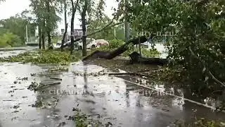 В Новокузнецке на проспекте Курако деревья обрушились на автомобили