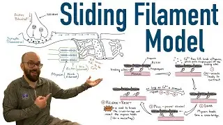 Sliding Filament Model and Excitation Contraction Coupling