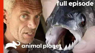 River Monsters: Jeremy Wade Investigates the Piranha (S1, E1) | Full Episode