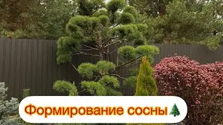 ФОРМИРОВАНИЕ СОСНЫ🌲