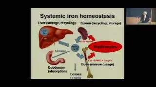 Iron homeostasis and its disorders: from iron-deficiency anemia to hereditary hemochromatosis