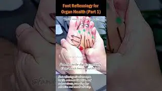 Foot Reflexology for Organ Health (Part 1)