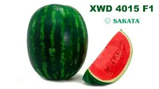 Выращивание арбуза XWD 4015 F1 (Капитол F1)